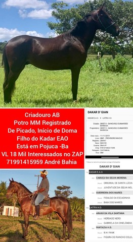 Oportunidade Cavalos e Éguas MM Registrados