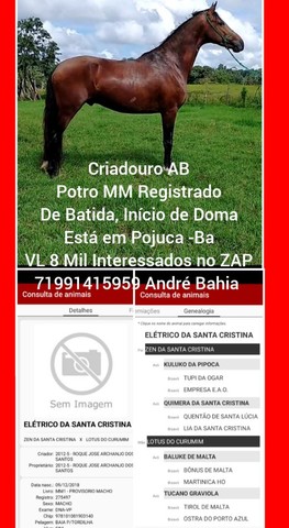 Oportunidade Cavalos e Éguas MM Registrados