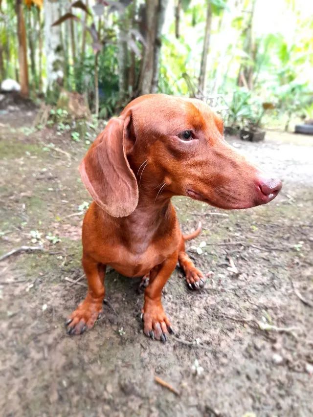 Cachorro Dachshund - Foto 4