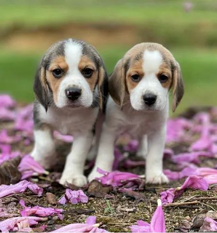 Dupla de Filhotes Beagles  - Foto 2