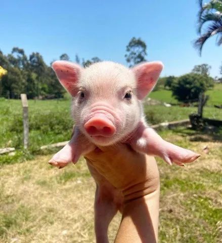Mini pig | +29 anúncios na OLX Brasil