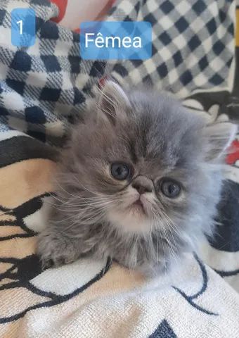 FILHOTES DE GATO PERSA LITORAL