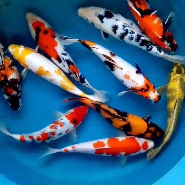 Peixes ornamentais e aquarismo - Animais para agropecuária - Nossa Senhora  da Apresentação, Natal 1145225052 | OLX