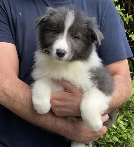 Cachorro Border Collie macho e femea, com garantia genetica vitalicia. -  Cachorros e acessórios - Munhoz Júnior, Osasco 1261817580