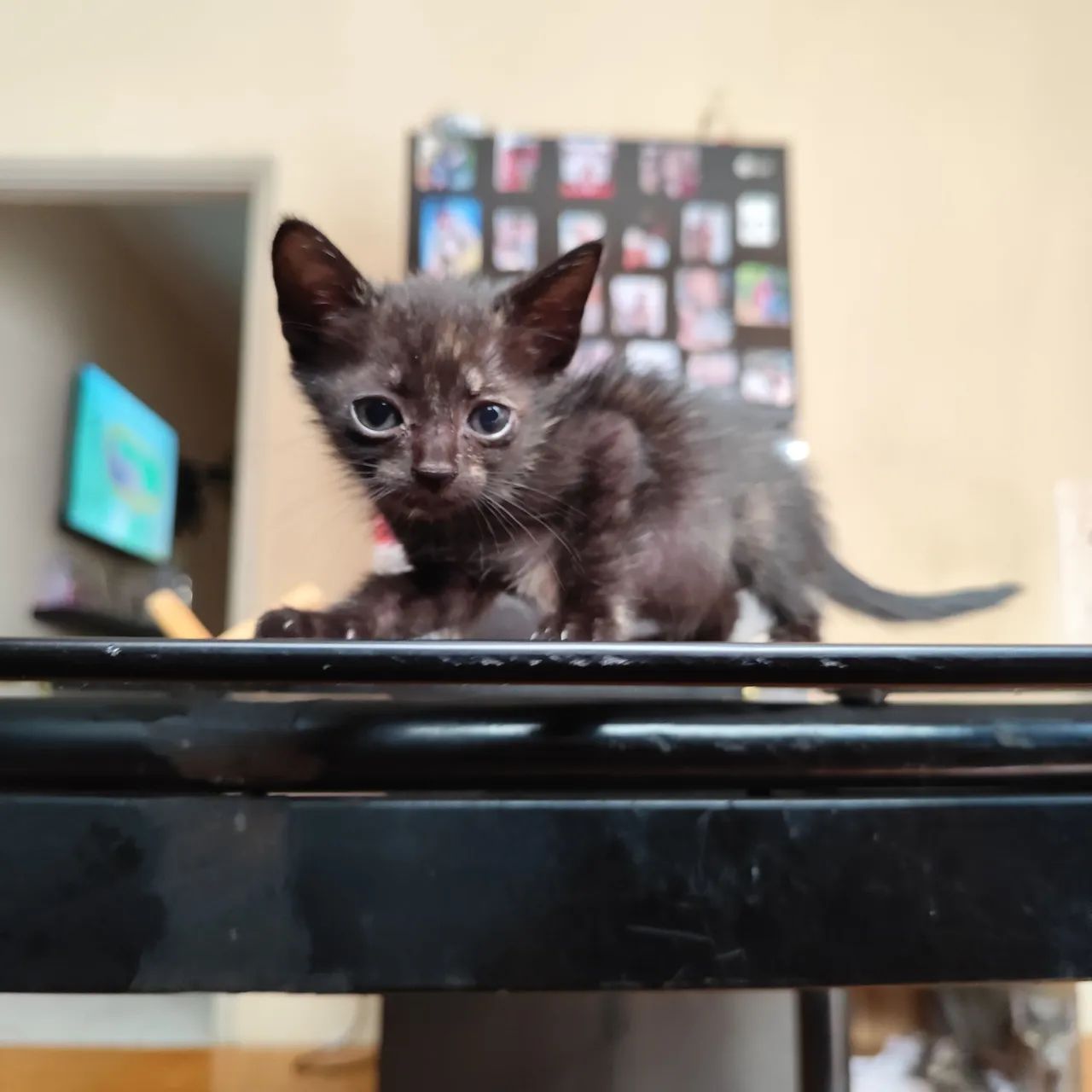 Adoção de gatinhos  - Foto 3