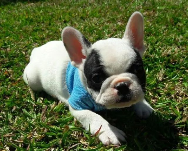 Bulldog frances cores padrões e exoticas 