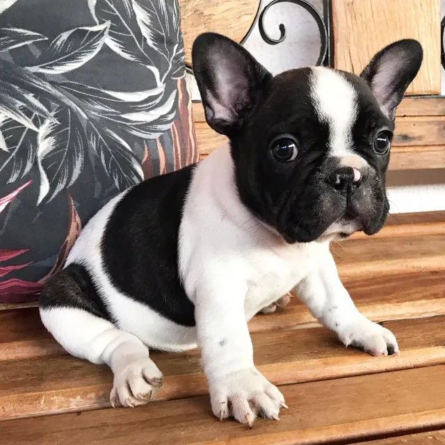 Bulldog frances cores padrões e exoticas  - Foto 2