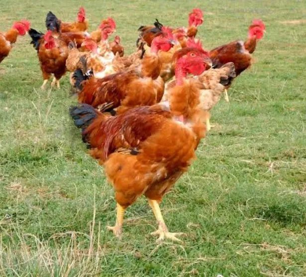 Pesadão vermelho e pesadão pescoço pelado  - Foto 2