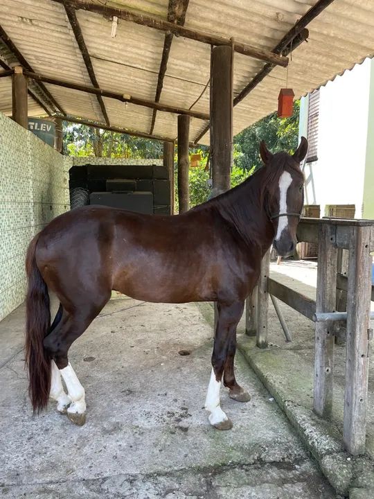 Cavalo manga larga + mangalarga paulista .  - Foto 2