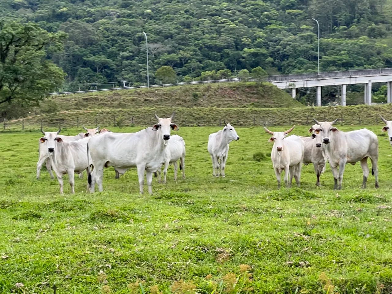 Novilhas e vacas brahman/nelore  - Foto 3