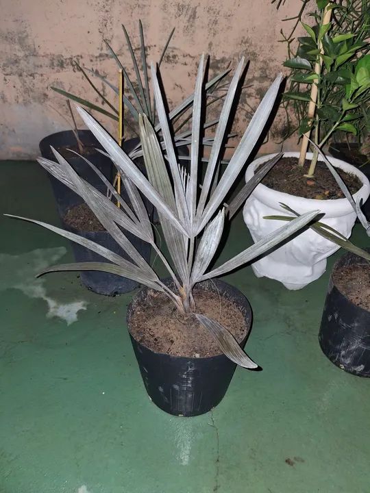 PALMEIRA AZUL MUDAS - Foto 5