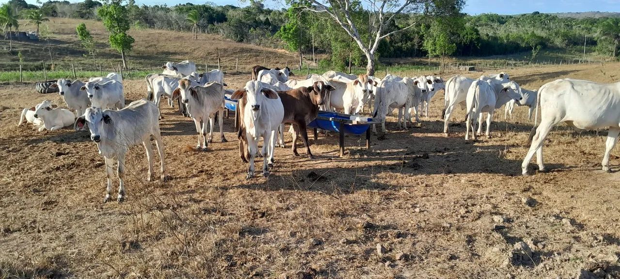 Vendo 35 bezerros primeira de luxo  - Foto 3