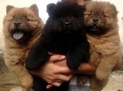 Chow chow filhotes  - Foto 3