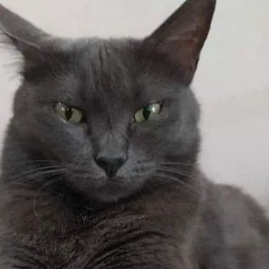 Azul Russo Hipoalergênico filhote 