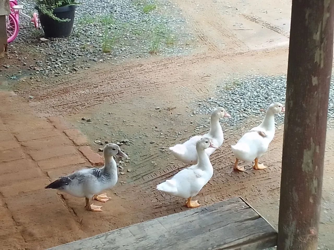  Filhotes de Patos brancos à venda. - Foto 3