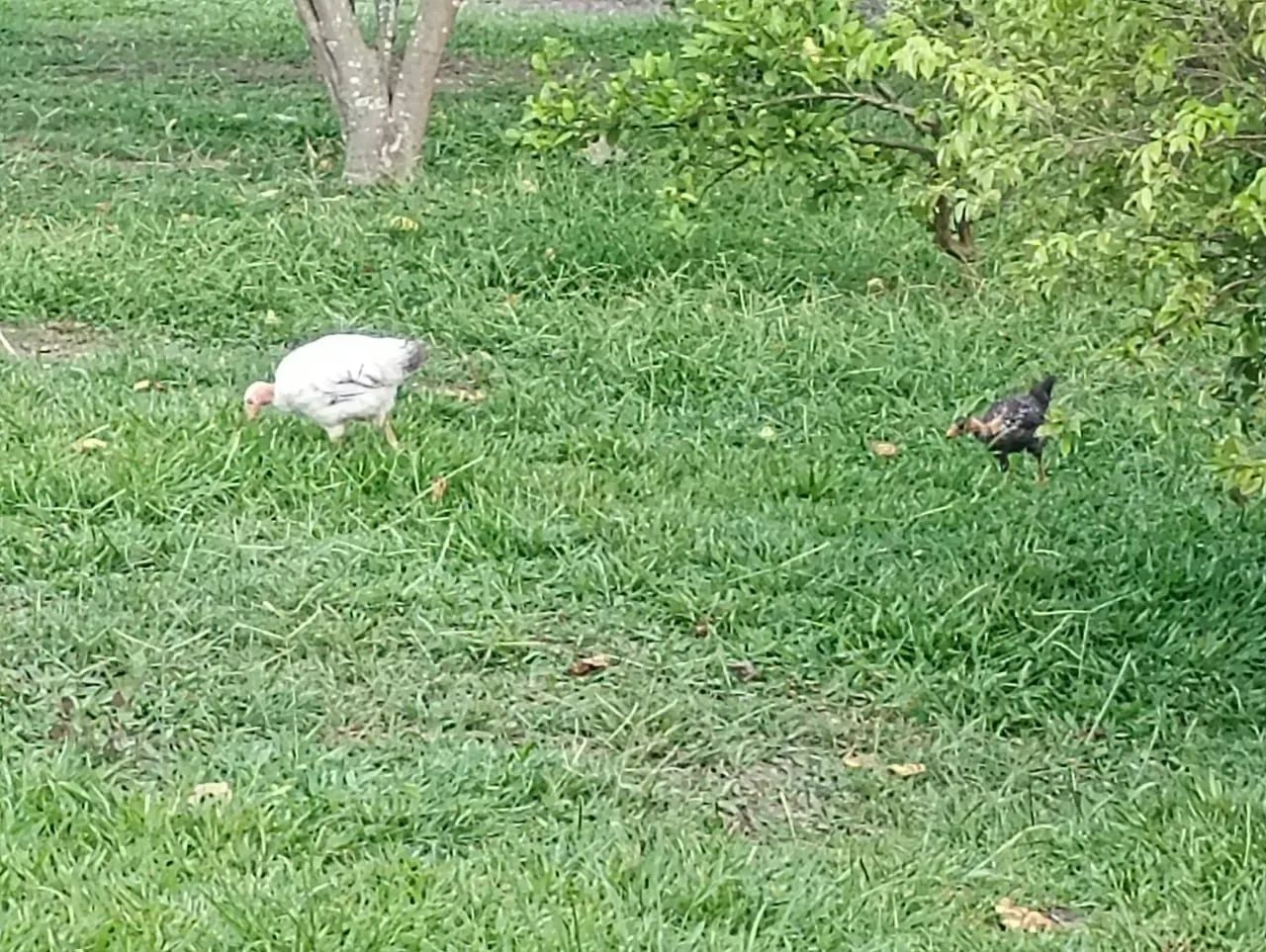 Frangos caipiras e pescoço pelado - Foto 4