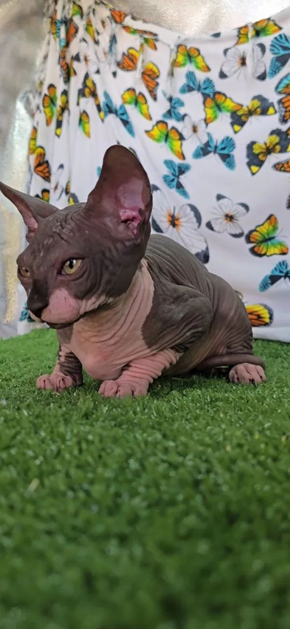 Filhote gato Sphynx disponível pronta entrega envio ou retirada - GATIL ZAIDAN N1 Brasil - Foto 6