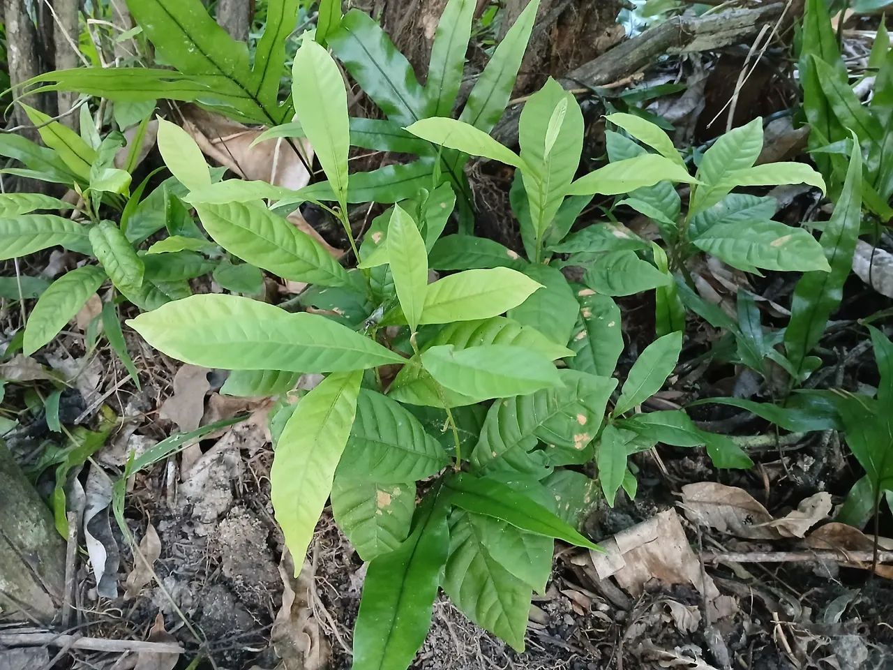 Mudas de Abil - Foto 2