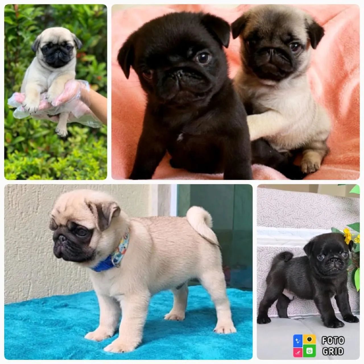 Filhotes de Pug 