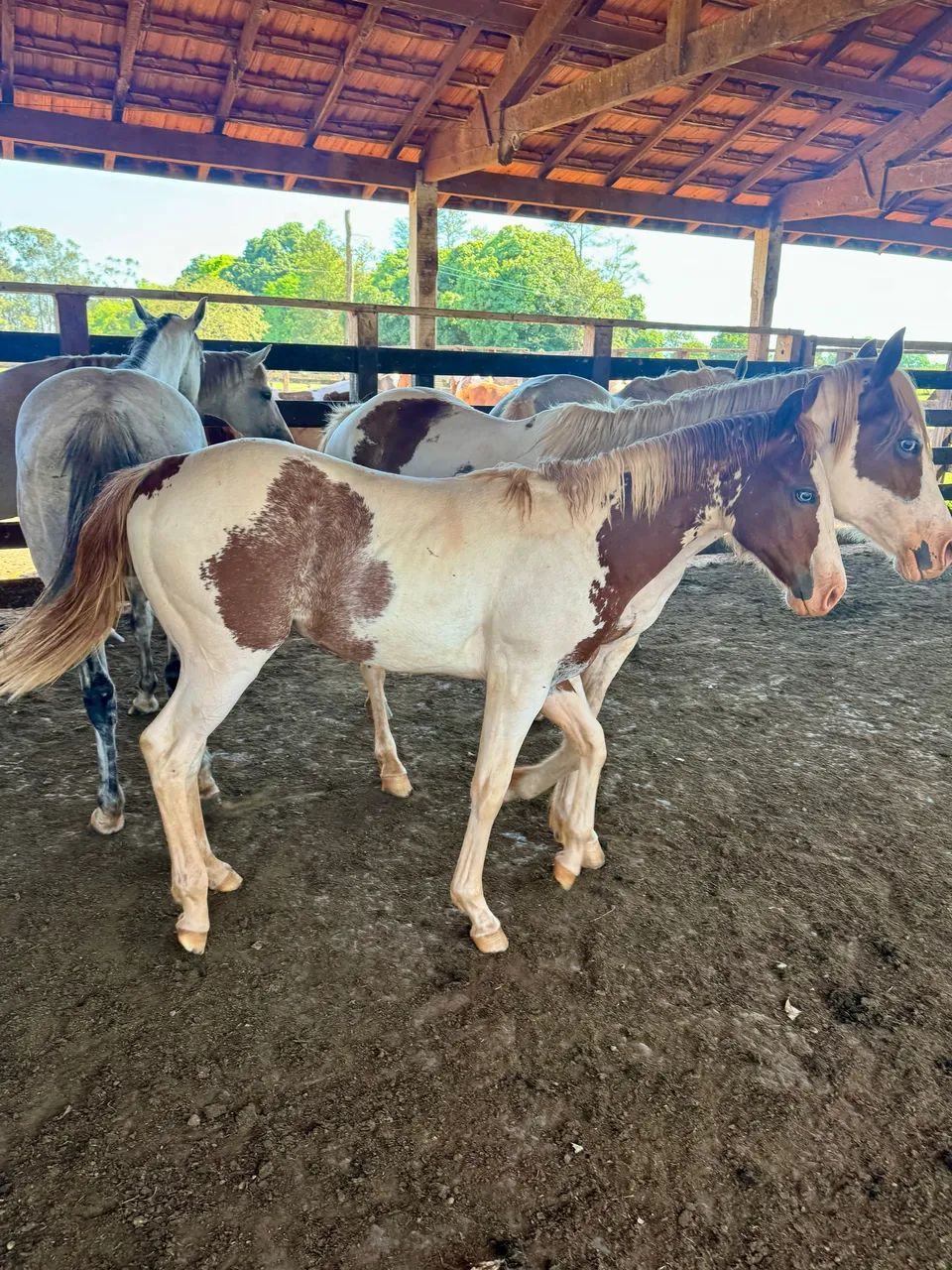 Potra Paint horse pura - Foto 4