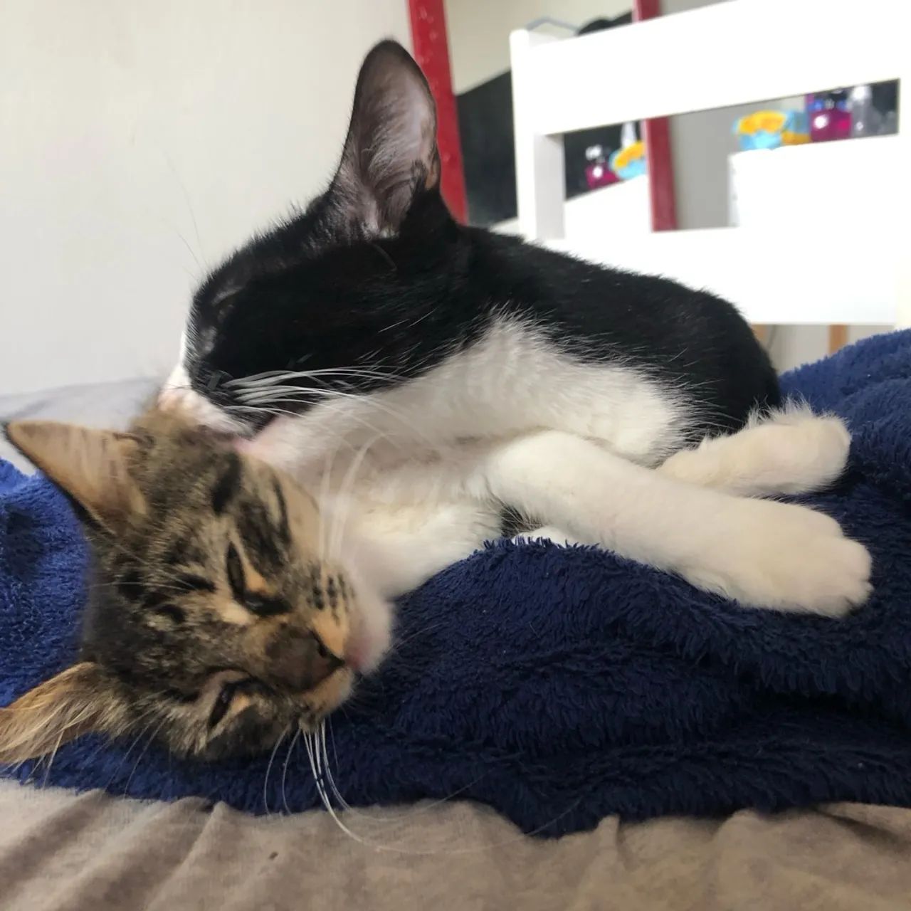 Duas gatas fofinhas para adoção!