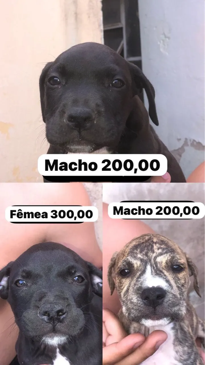Filhotes de Pitbull para vender