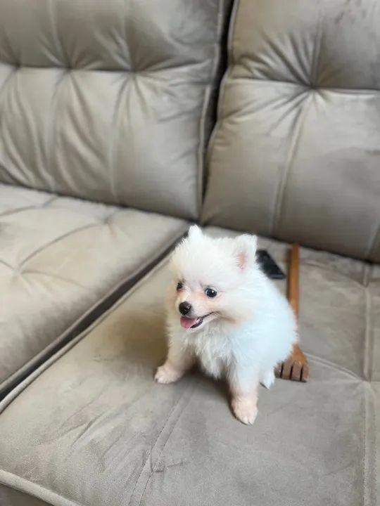 Filhote Fêmea de Spitz Alemão - Foto 2