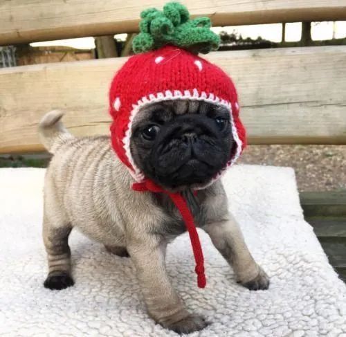Pug apego imediatos 