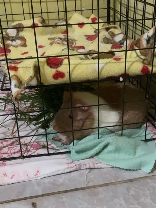 Doação de Porquinho da Índia 