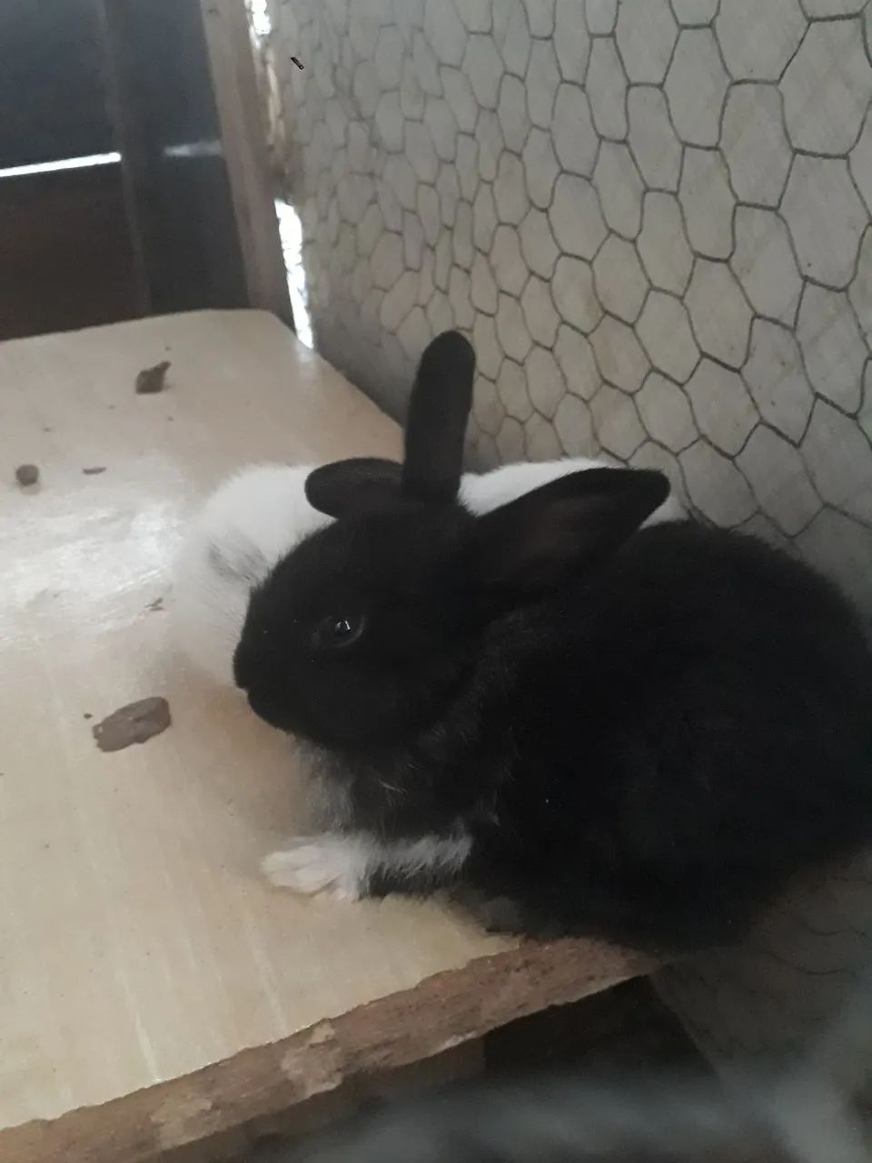 Coelhinhos fofinhos para venda