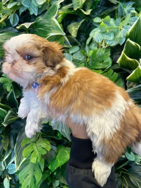 SHIh Tzu - Cães c/ garantia e ampla assistência 