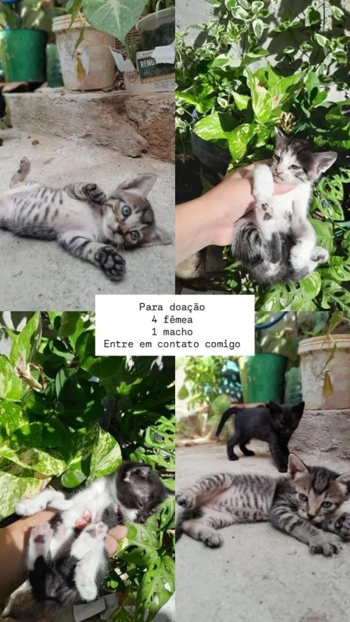 Doação de filhotes 