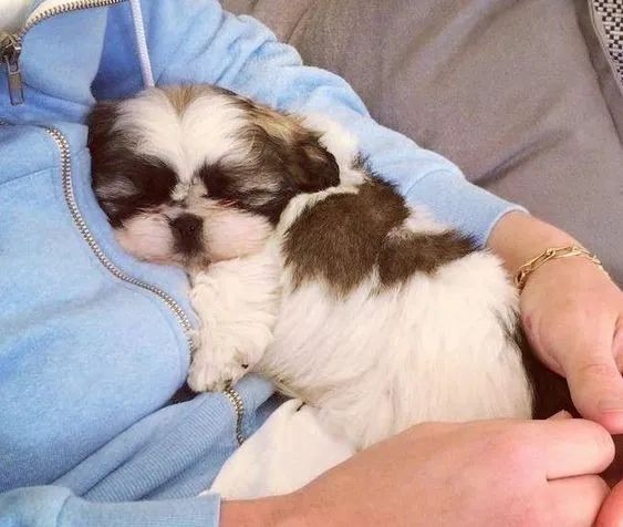 Filhote de Shih Tzu: Doce e equilibrado, ideal para qualquer família