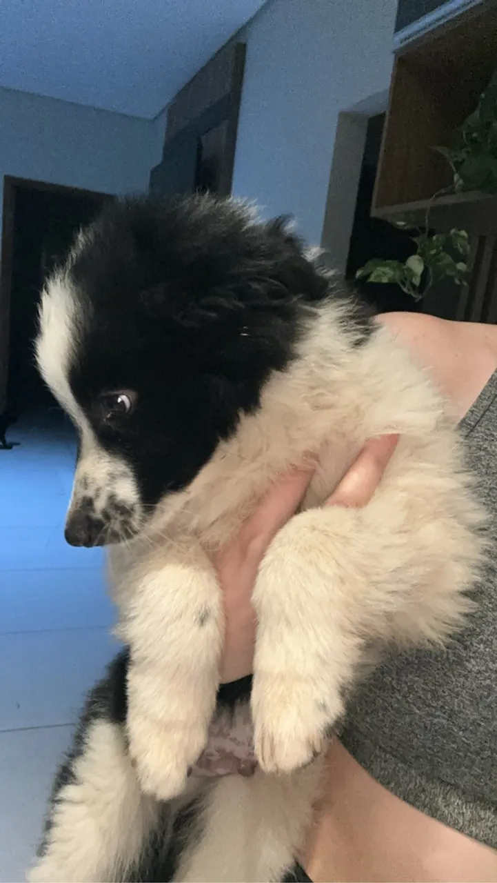 Filhote Border Collie disponível para adoção