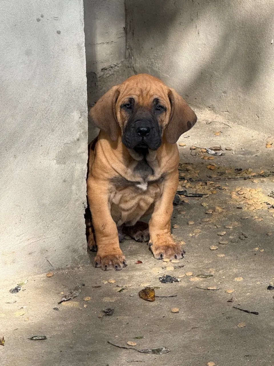 FILHOTES DE FILA BRASILEIRO  - Foto 4
