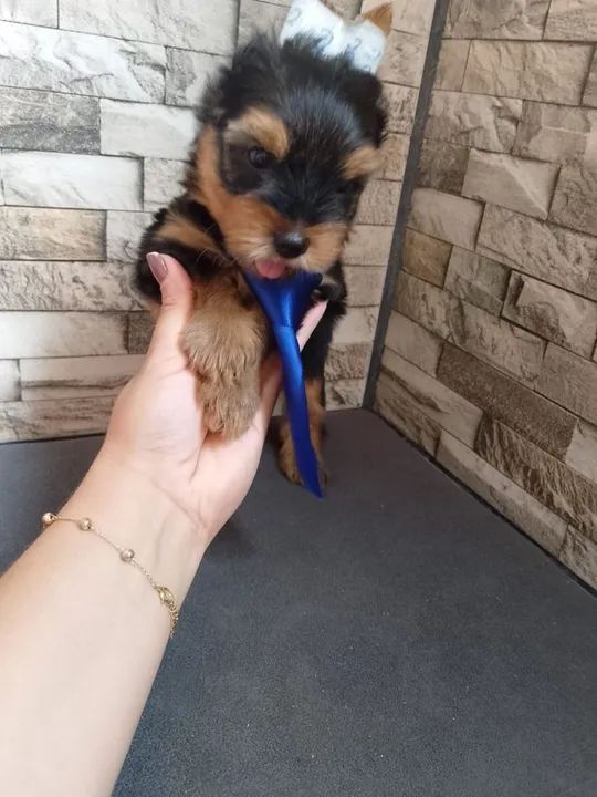 Yorkshire Terrier macho micro