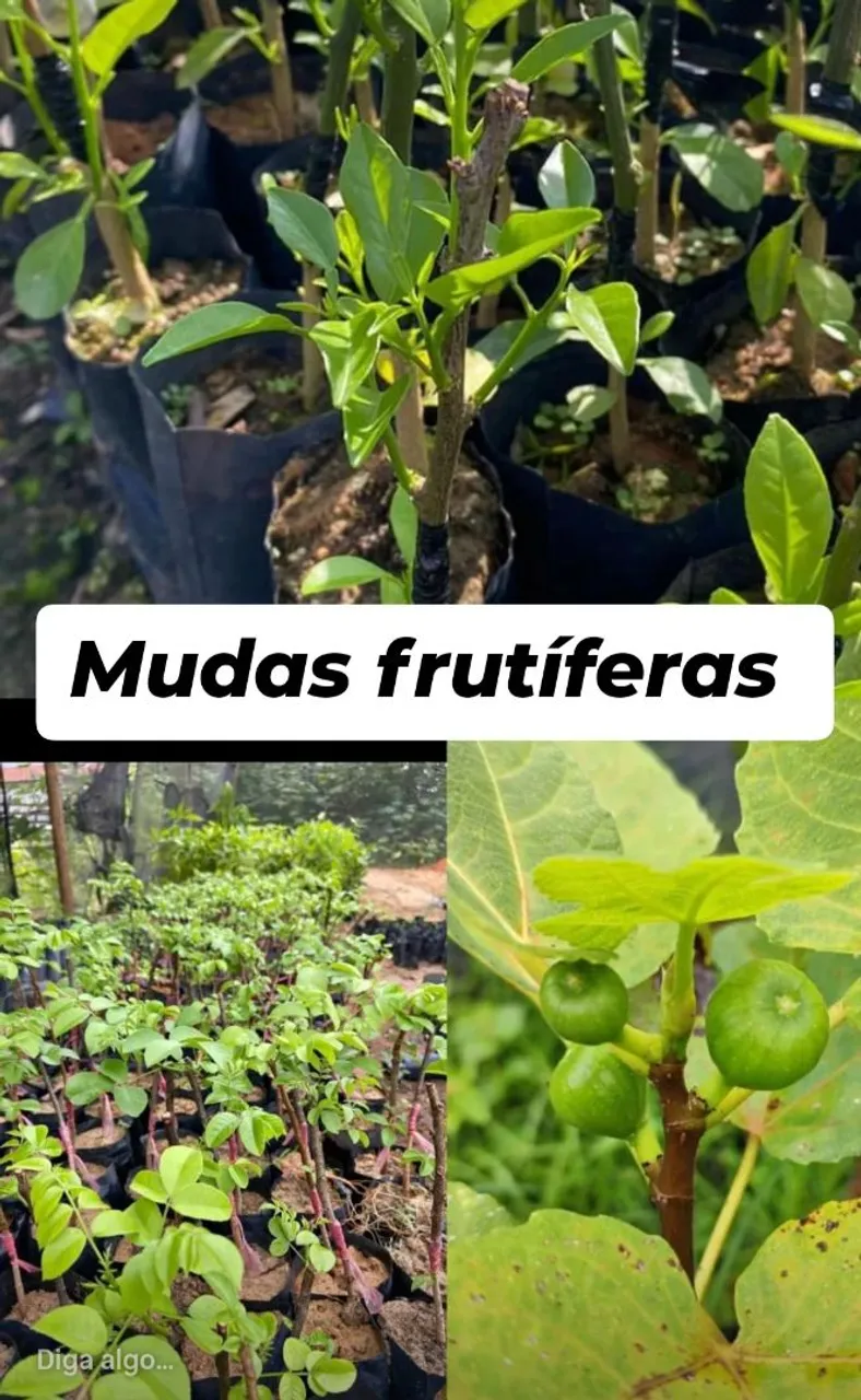 Mudas frutíferas diversas - Pronta entrega!