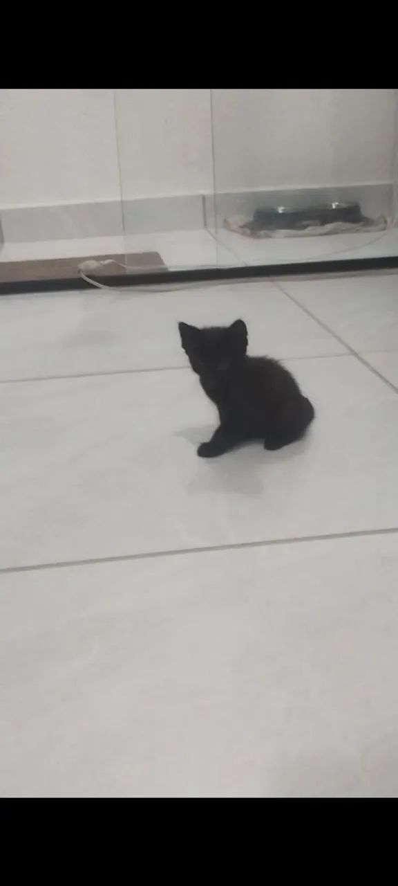 Gato Macho64584445785986123