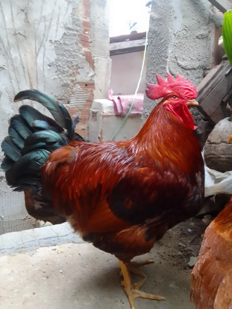 Galo da raça gigante pesadão