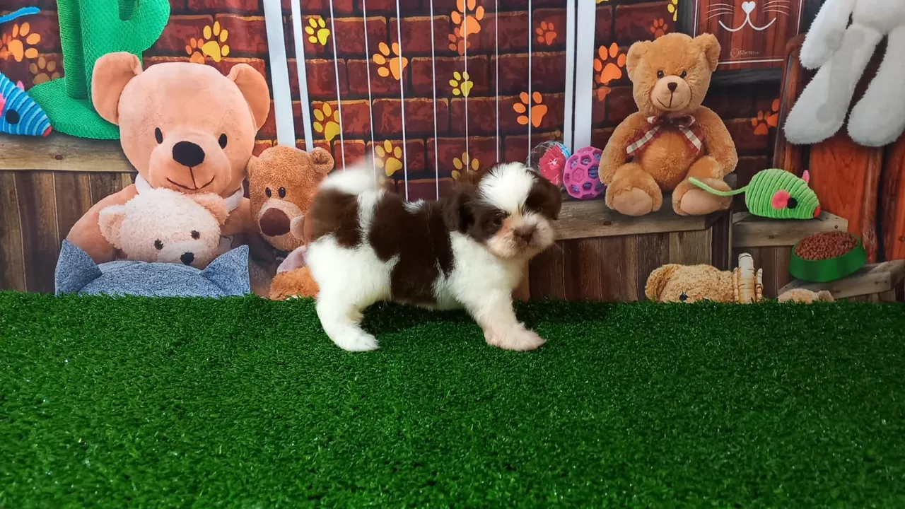 Shih tzu macho