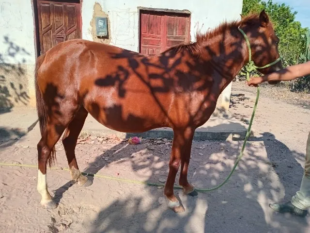 Égua mestiça qm prenha de cavalo puro domada de confiança