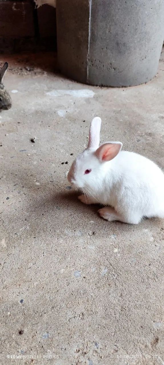 Coelhos Filhotes  - Foto 2