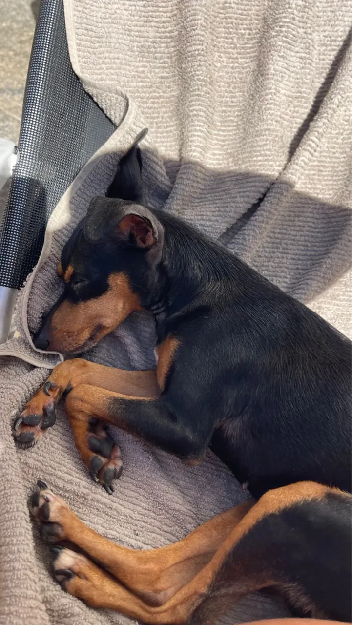 Pinscher fêmea para adoção