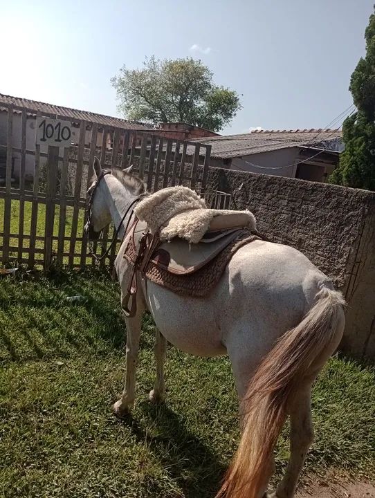 Vendo égua tordilha 9 anos 