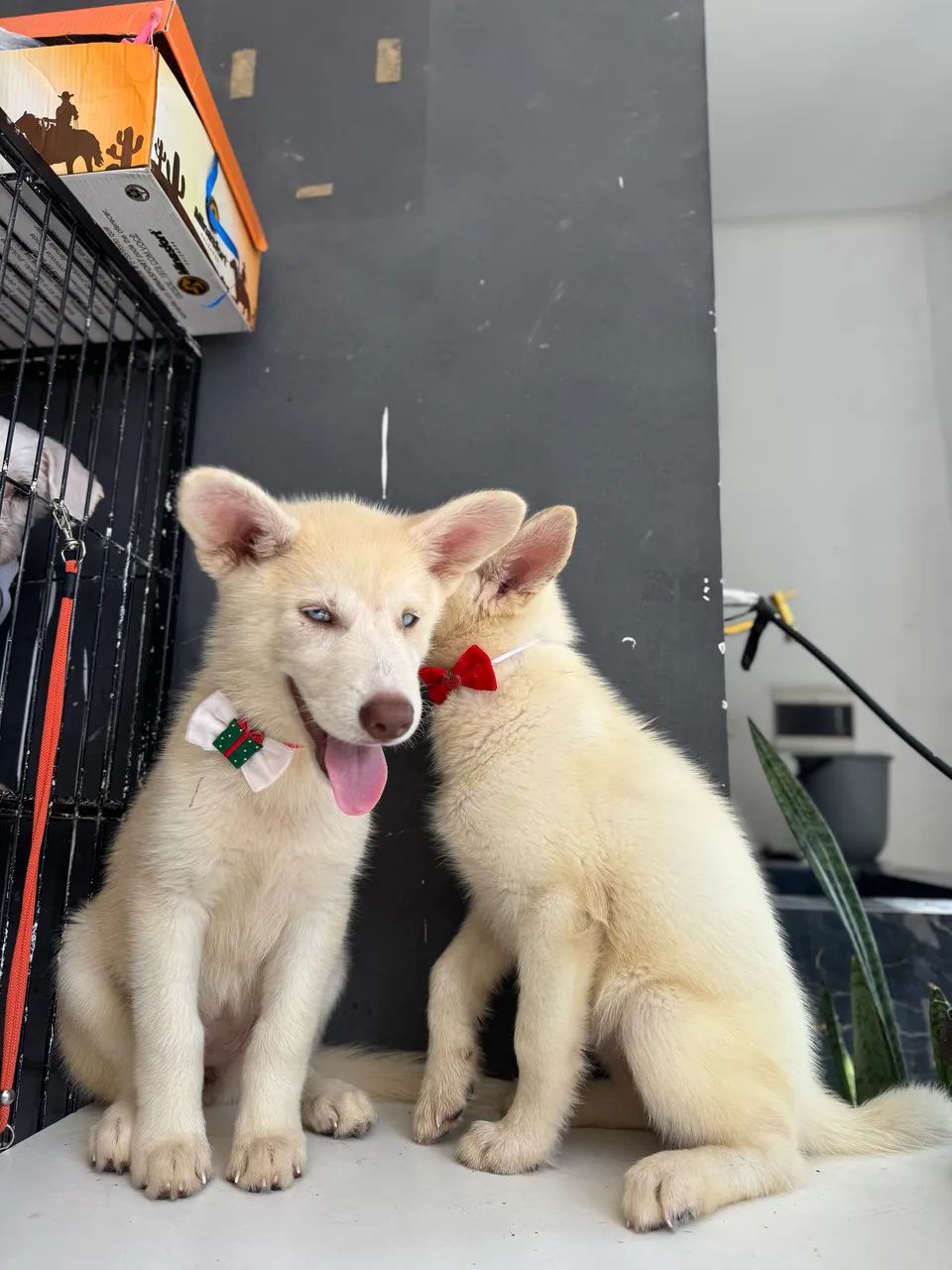 Huskysiberiano 800$ - Foto 6