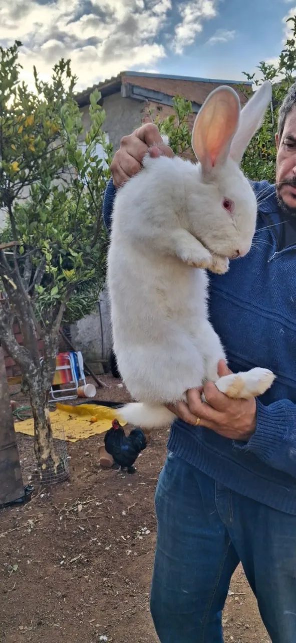 Coelho gigante de Flandres  - Foto 2