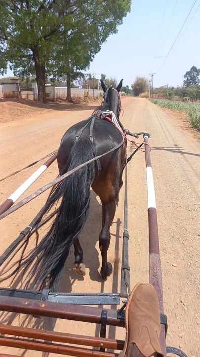 Egua top de charrete  - Foto 5