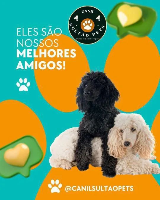 Canil Sultão Pets - Filhotes de Poodle - Foto 2