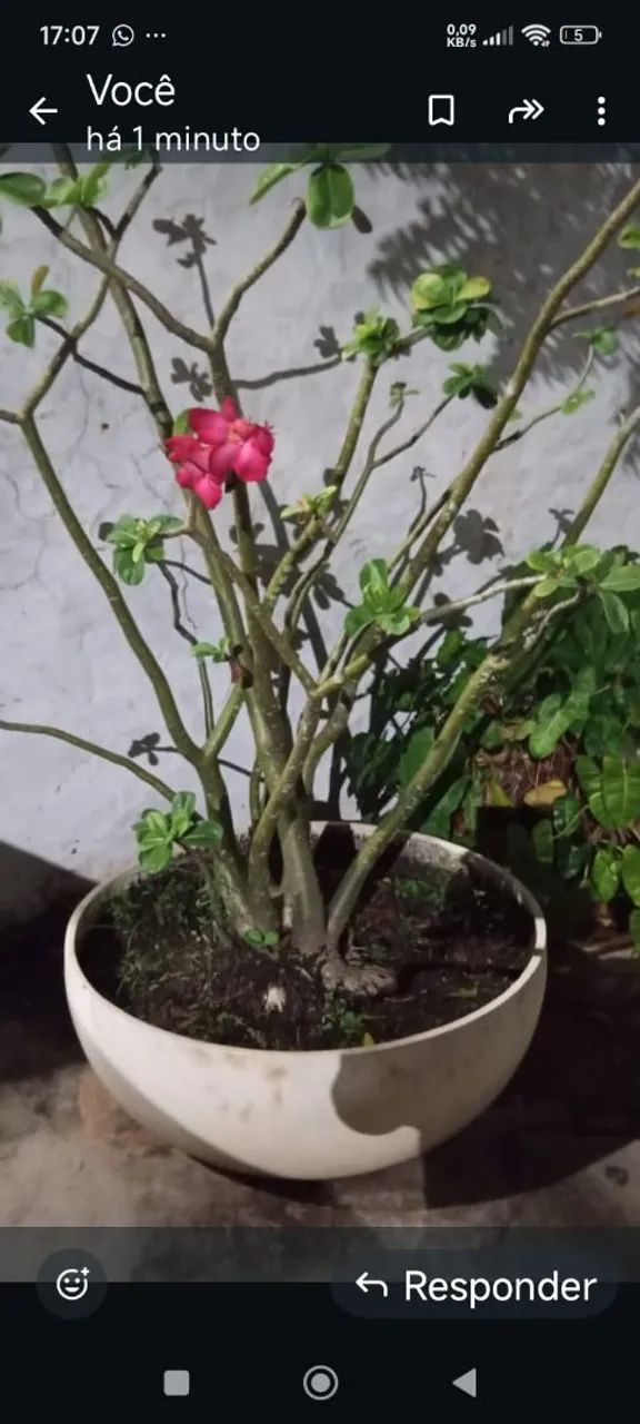 Rosa do deserto no vaso lindo grande - Foto 2