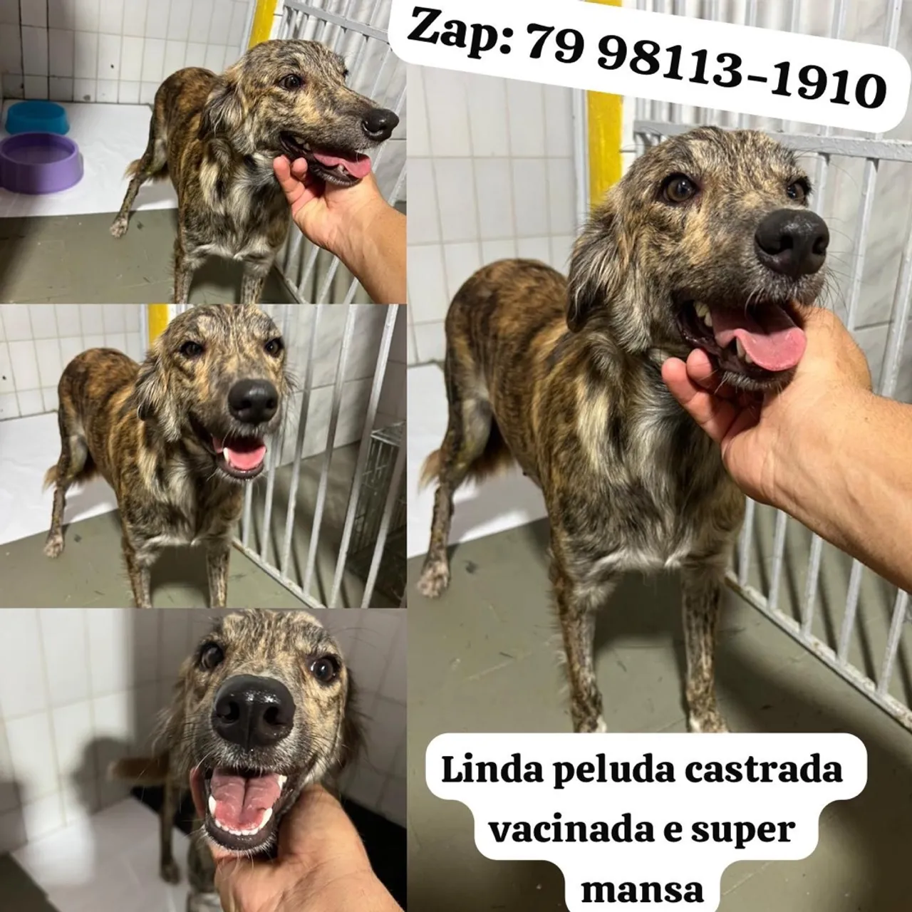 Linda cadela castrada, vacinada e mansa